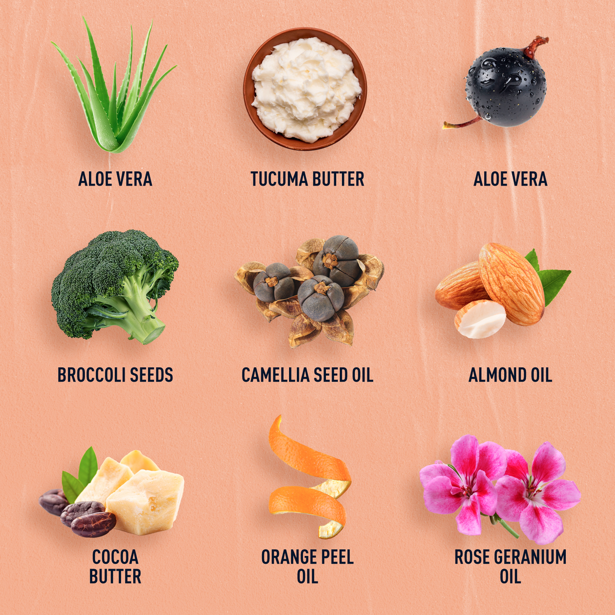 Collection of natural ingredients including aloe vera, broccoli seeds, camellia seed oil, almond oil, cocoa butter, orange peel oil, and rose geranium oil on a peach background.