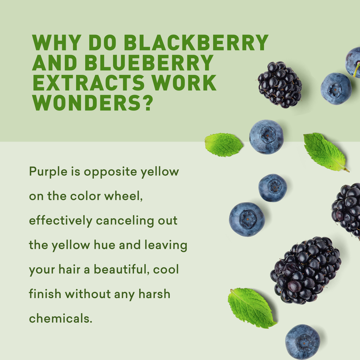 Blackberries and blueberries with green leaves on a light green background, text about blackberry and blueberry extracts.